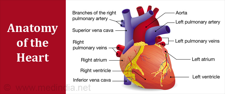 Anatomy of the Heart Anatomy of the Heart
