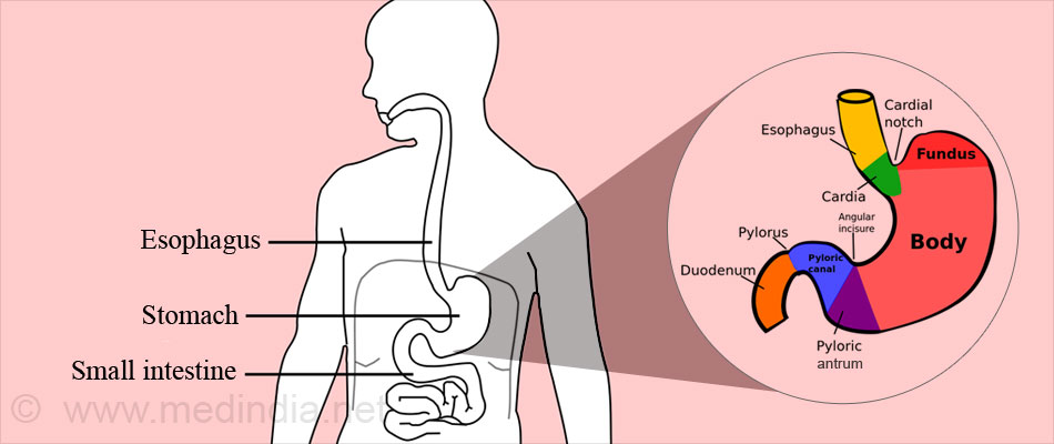 Anatomy of the Stomach Anatomy of the Stomach