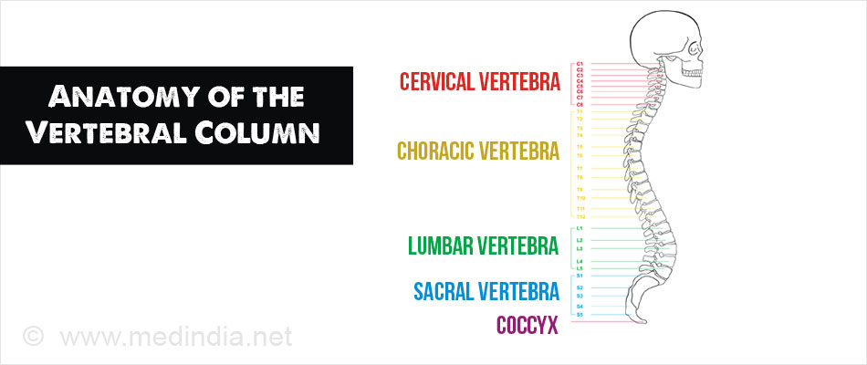 Anatomy of the Vertebral Column Anatomy of the Vertebral Column
