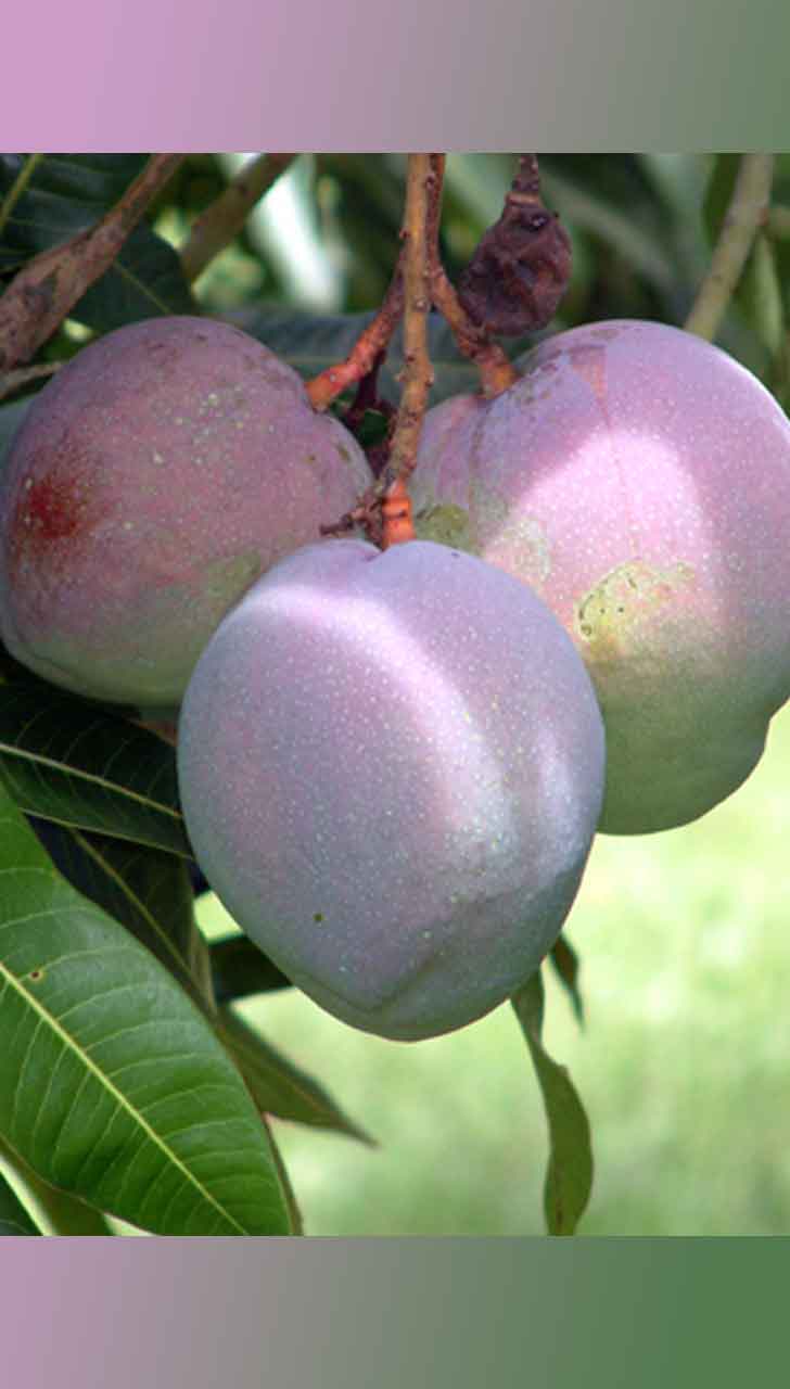 Anti-inflammatory Properties