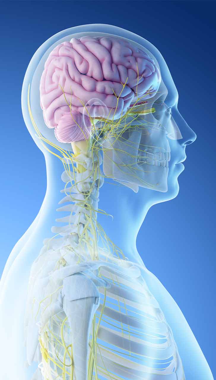 Choline Aids Brain Development