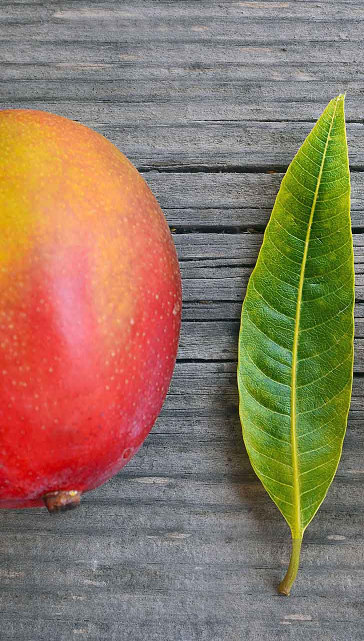 Mango Leaves: A Hidden Health Treasure