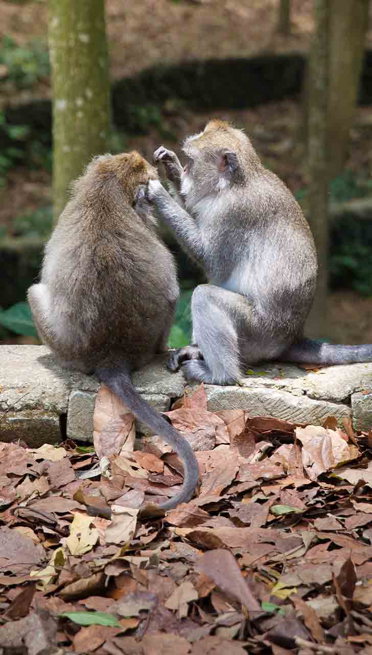 Monkey Fever