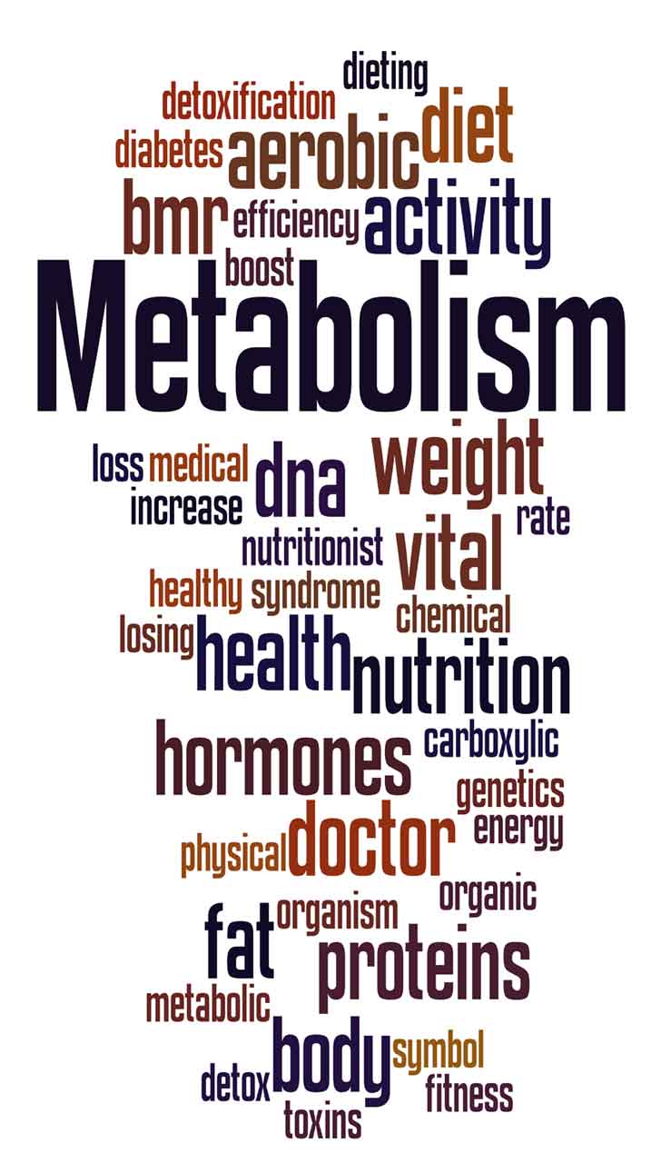 Optimizes Metabolism and Circadian Rhythms