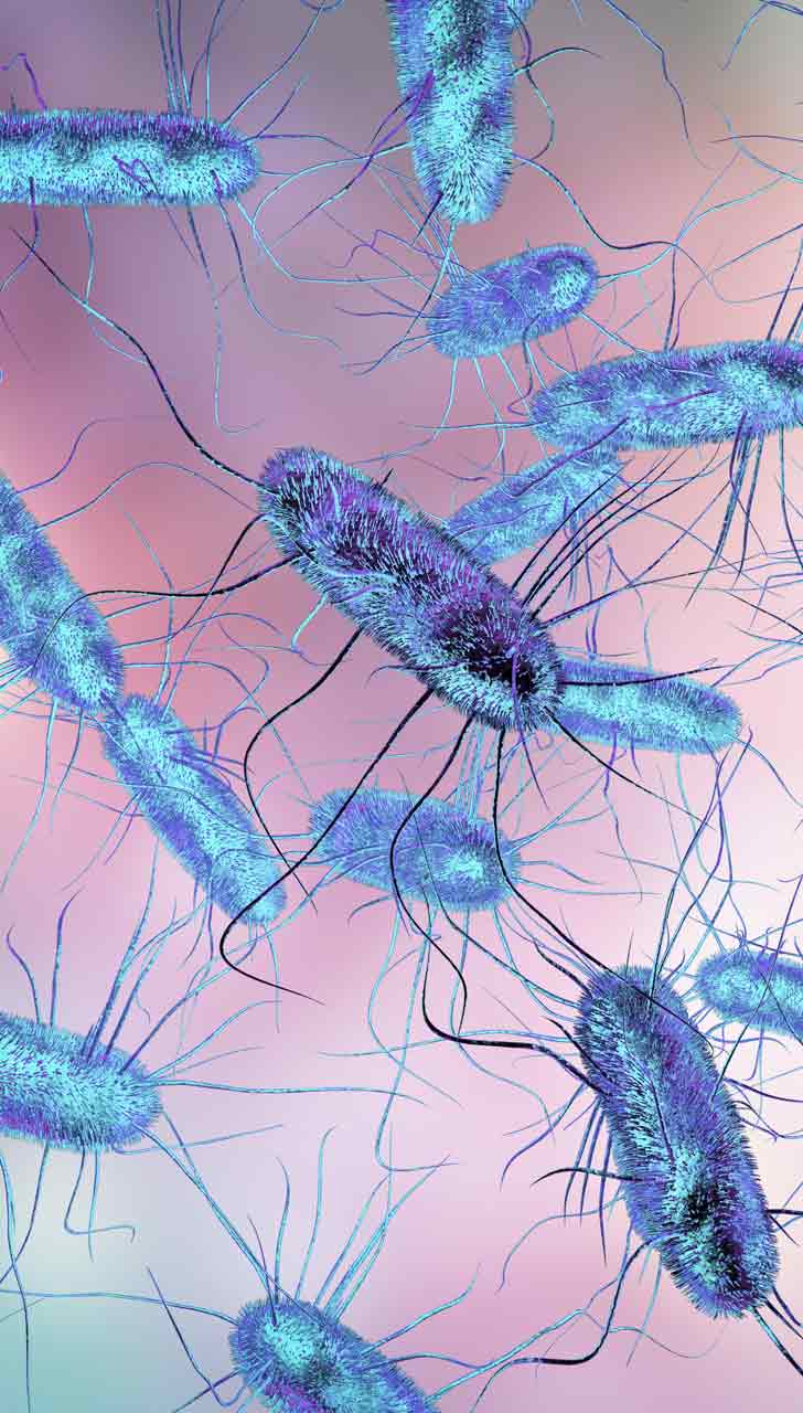 Salmonella Typhi